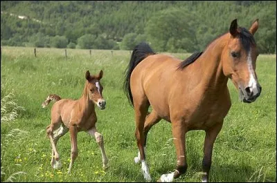 Quelle chanteuse a fait une reprise de 'La Jument de Michao' chanson traditionnelle bretonne où il est question d'un petit poulain ?
