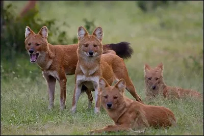 Est-ce que cet animal existe ?