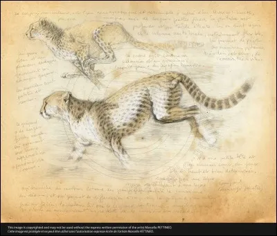 Après avoir couru une grande distance, le guépard doit faire une pause de ... minutes ?