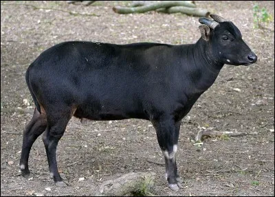 Est-ce que cet animal existe ?