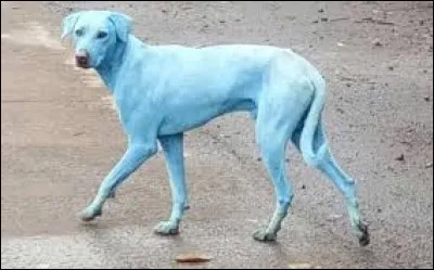 Voici mon chien Rose, de quelle couleur est mon chien ?