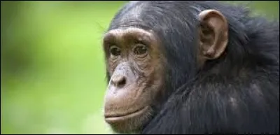 Les singes ne peuvent pas communiquer avec les humains.