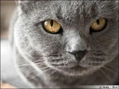 Tous les chats n'aiment pas l'eau.