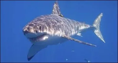 Lors du développement, les bébés requins s'entre-dévorent dans l'utérus de la mère.