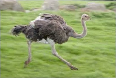Une autruche met sa tête dans le sable pour se protéger.
