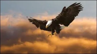 Les aigles envoient des chèvres dans le vide.