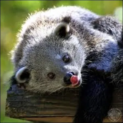 Le binturong à une forte odeur de pop-corn.