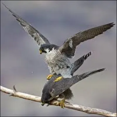 Au vol, les faucons pèlerins sont plus rapides que des guépards au sol.
