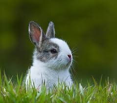 Quiz Animaux