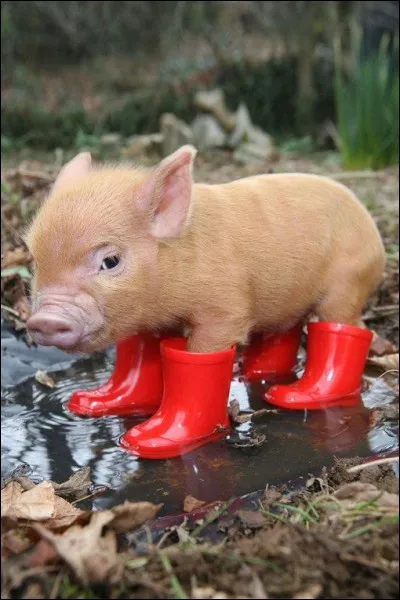 Pour patauger dans l'eau, petit cochon a mis ses bottes [...] caoutchouc.