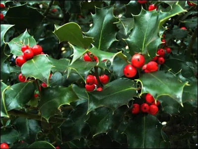 Ces feuilles piquantes et ces baies rouges appartiennent à un arbuste appelé...