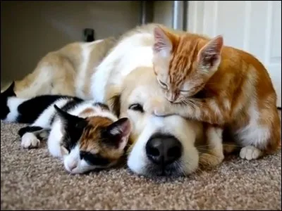 Ce chien n'est pas maigre. On ne peut pas dire qu'il n'a que la peau sur les...