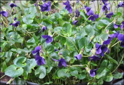 Qui a fait un bouquet de ces fleurs ?