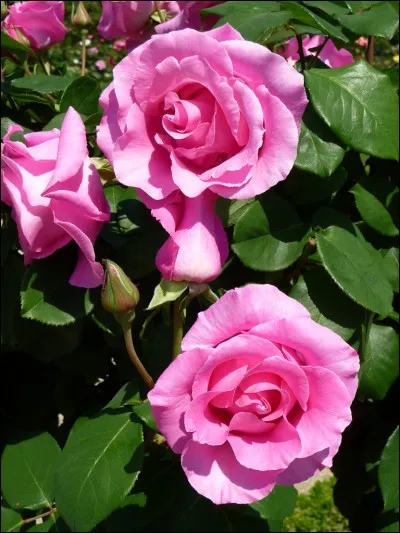 Pour Elsa Triolet, "comment" sont ces fleurs ?