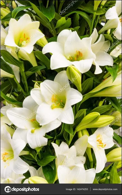 Cette fleur vous fait penser à quel auteur ?