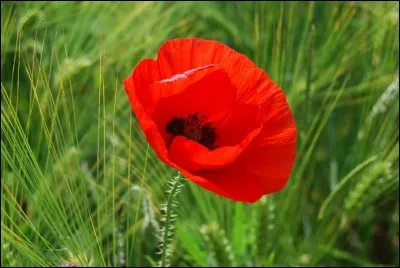 Pour Noëlle Châtelet, "qui" est cette fleur ?