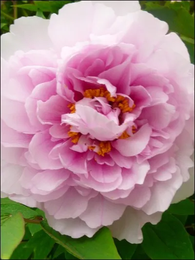 Cette fleur est un roman de...