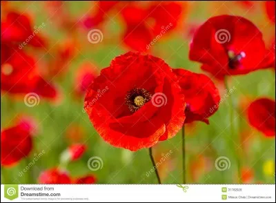 Pour Jo Brix, où est cette fleur ?