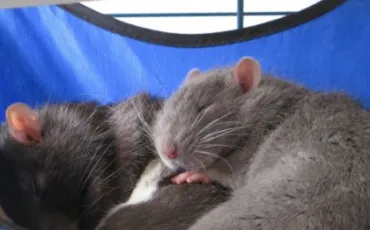 Quiz Rats
