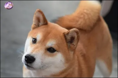 De quelle race est Natsu, le chien de Squeezie ?