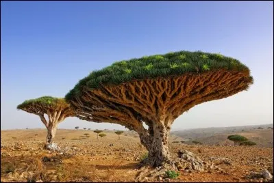 La vieille Ville de Sana'a - L'ancienne Ville de Shibam et le mur d'enceinte - La ville historique de Zabid - L'archipel de Socotra et sa biodiversité endémique