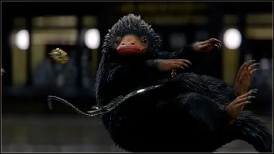 Quel est le caractère principal du Niffleur ?