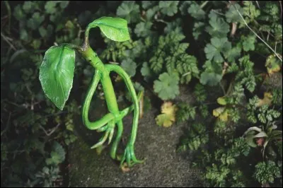 Quelle est son utilité ?