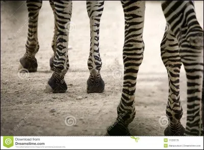 Combien de pattes possède un pitiponk ?