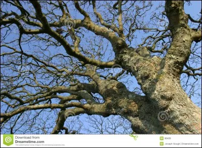 Quel est le caractère d'un noueux ?