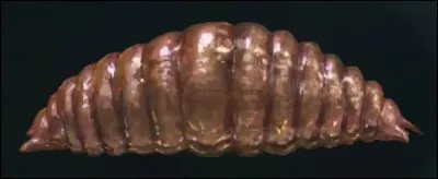 Les veracrasses sont...