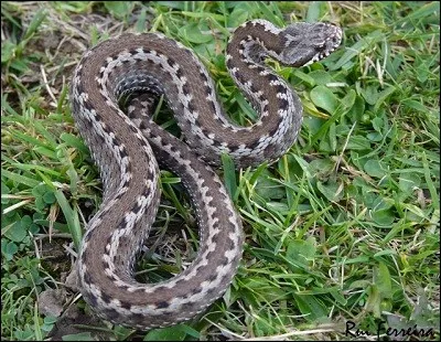 Quel est ce serpent commun en France ?