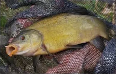 Quel est le nom de ce poisson ?