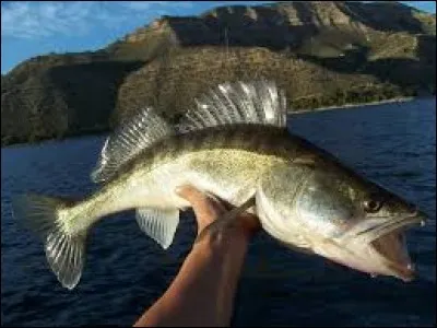 Quel est le nom de ce poisson ?