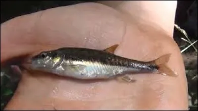 Quel est le nom de ce poisson ?