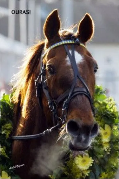 Quel cheval était surnommé "le roi fainéant" ?