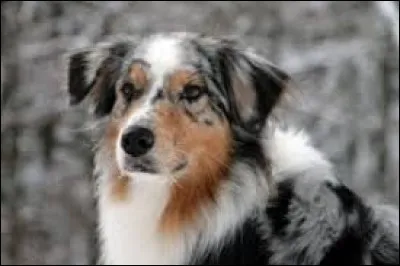 Le Berger Australien est un chien de race, à quel prix pouvez-vous l'acheter ?