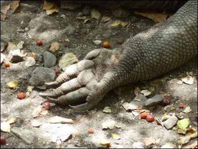 Qui est le premier dragon qu'ils croisent ?