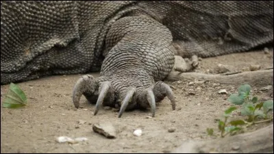 Que découvre Argil en touchant Péril ?