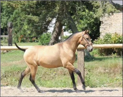 Quelle est cette race ?