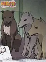 Qui est l'animal suivant ?