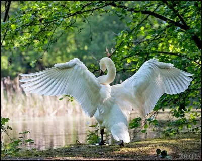 Quel est le pouvoir du cygne de marbre ?