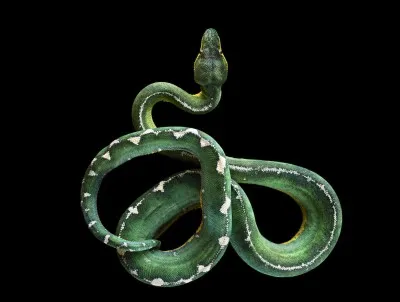 À qui appartient le serpent de jade ?