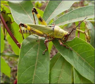 Quel animal est le compagnon de Raiponce ?