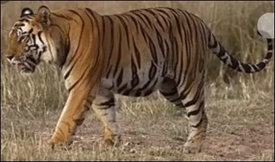 Quelle princesse a un tigre comme animal de compagnie ?