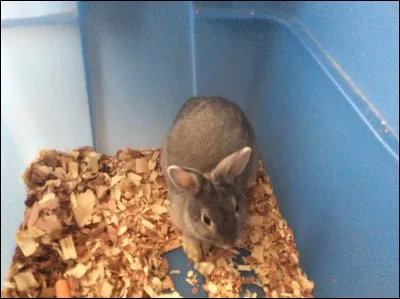 Quel animal préfères-tu ?