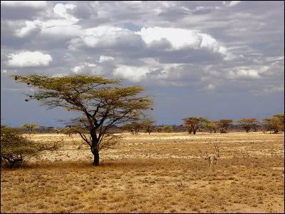 Je suis une marque de gâteaux, je suis...