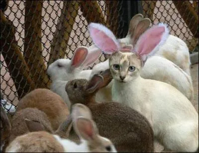 Quel intrus dguis en lapin s'est gliss parmi les lapins?