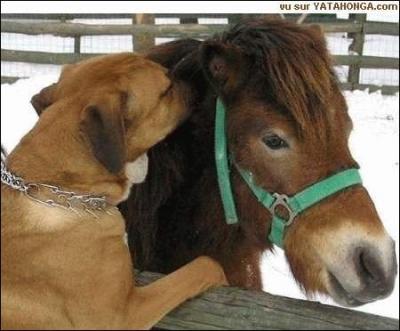 Quel animal murmure  l'oreille du cheval?