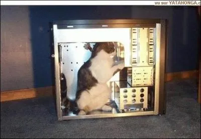 Quel est le mtier de ce chat?