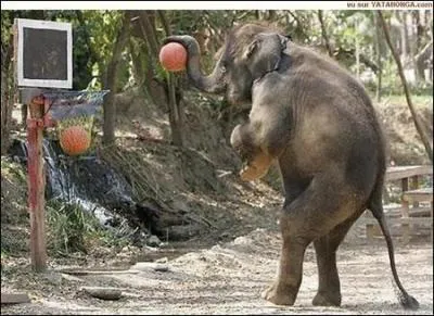 Et cet lphant, quel sport fait-il?